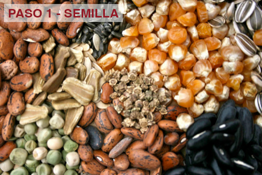 5-pasos-del-exito-puyolt-semilla-1